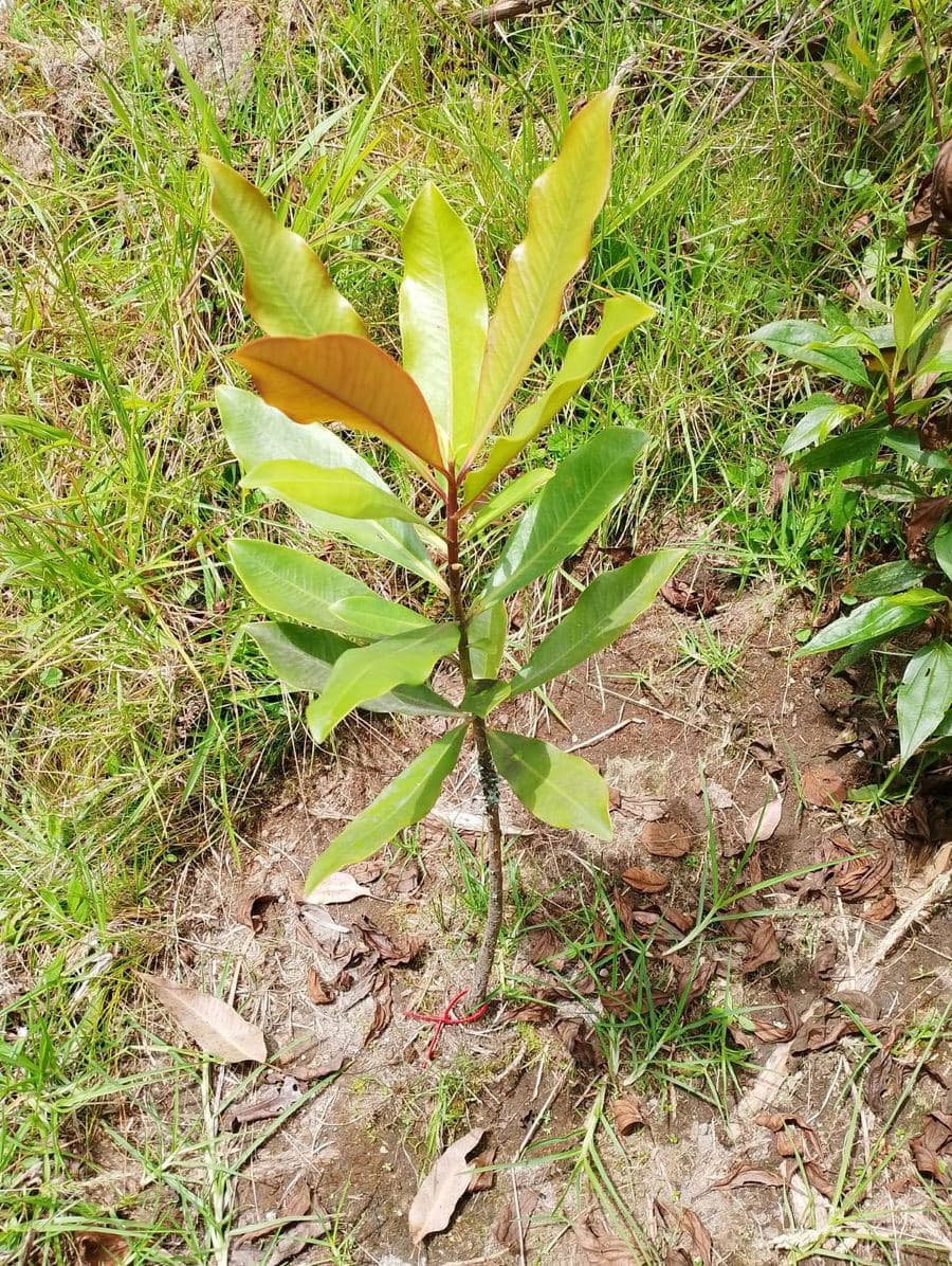 Fotografía real de monitoreo de campo: Cucharo (Myrsine guianensis)